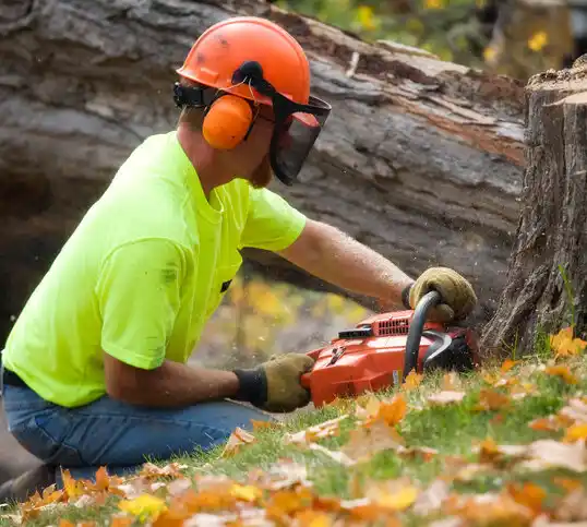 tree services Watertown Town